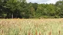 Free download Wetland Swamp Cattails -  free video to be edited with OpenShot online video editor