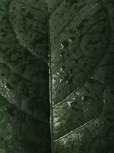 دانلود رایگان Wet Leaf Rain - عکس یا تصویر رایگان قابل ویرایش با ویرایشگر تصویر آنلاین GIMP