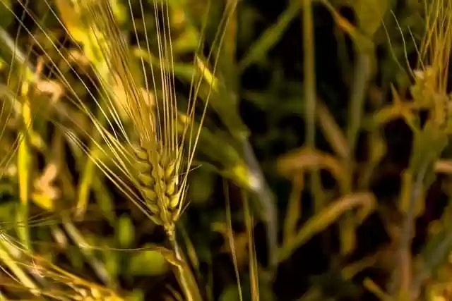 Free download wheat agriculture farm field free picture to be edited with GIMP free online image editor
