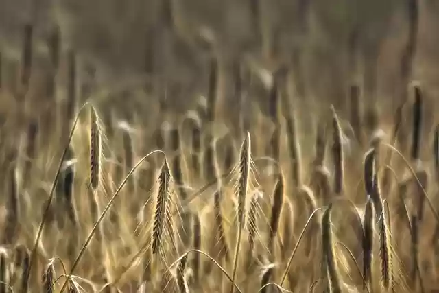 Free download wheat cereals cultivation free picture to be edited with GIMP free online image editor