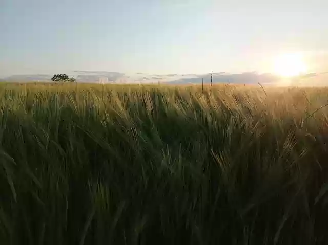 Free download wheat field agriculture sunset free picture to be edited with GIMP free online image editor