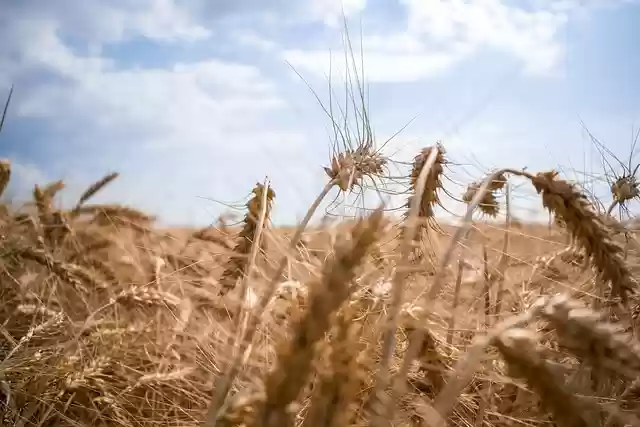 Free download wheat field nature corn harvest free picture to be edited with GIMP free online image editor