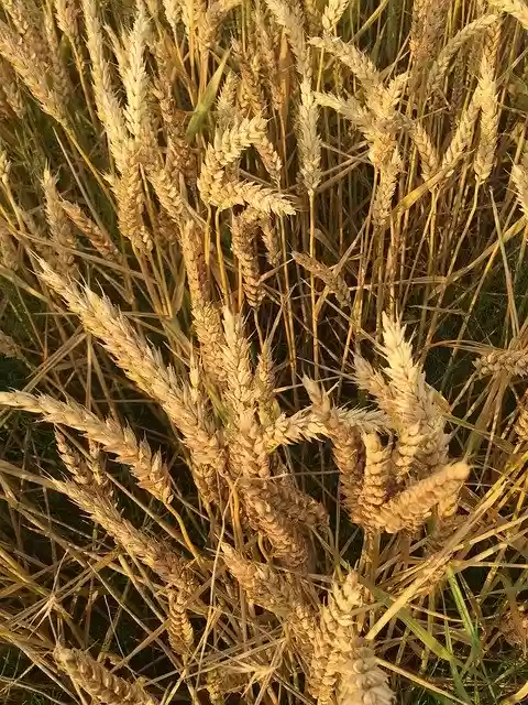 Free download Wheat Fields Agriculture -  free photo or picture to be edited with GIMP online image editor