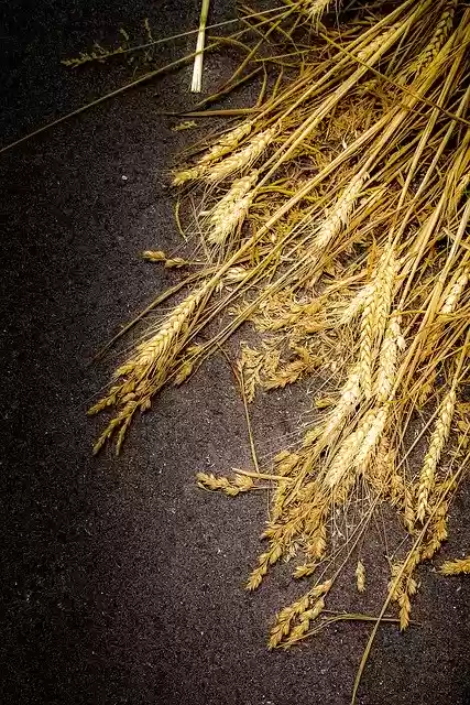 Free download Wheat Kłos Grains -  free photo or picture to be edited with GIMP online image editor