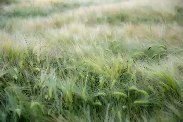 Free download wheat meadows wind texture free picture to be edited with GIMP free online image editor