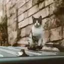 White and Black Tabby Cat on Top of Black Shiny Surface  screen for extension Chrome web store in OffiDocs Chromium