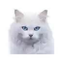 White Angora Cat Theme  screen for extension Chrome web store in OffiDocs Chromium