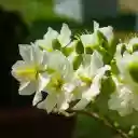 White apricot branch  screen for extension Chrome web store in OffiDocs Chromium