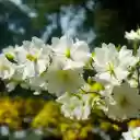 White apricot flowers bloom  screen for extension Chrome web store in OffiDocs Chromium