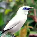 White bird and jade eyes  screen for extension Chrome web store in OffiDocs Chromium