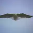 White Bird Flying in the Sky  screen for extension Chrome web store in OffiDocs Chromium