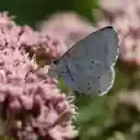 WHITE BUTTERFLY THEME  screen for extension Chrome web store in OffiDocs Chromium