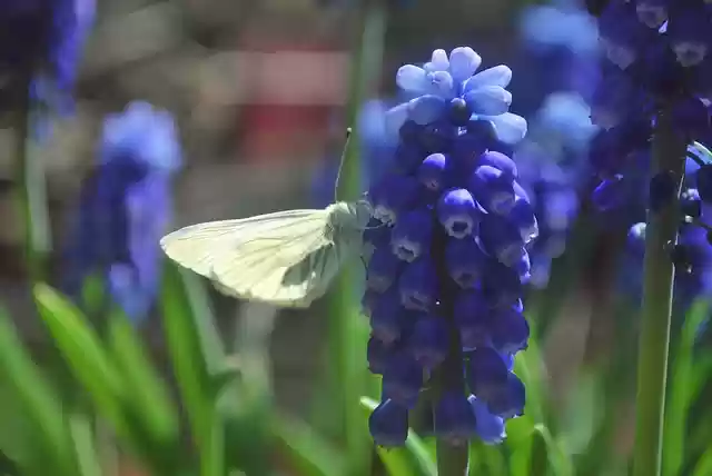 Free download white cabbage butterfly free picture to be edited with GIMP free online image editor