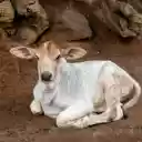 White calf  screen for extension Chrome web store in OffiDocs Chromium