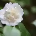 White camellia  screen for extension Chrome web store in OffiDocs Chromium