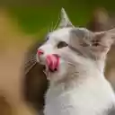 White Cat and Pink Tongue  screen for extension Chrome web store in OffiDocs Chromium