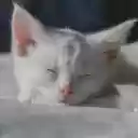 WHITE CAT THEME  screen for extension Chrome web store in OffiDocs Chromium