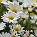 White chrysanthemum garden  screen for extension Chrome web store in OffiDocs Chromium