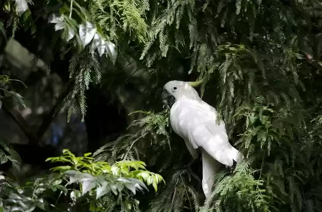 Free download White Cockatoo Sulphur Crested -  free photo or picture to be edited with GIMP online image editor
