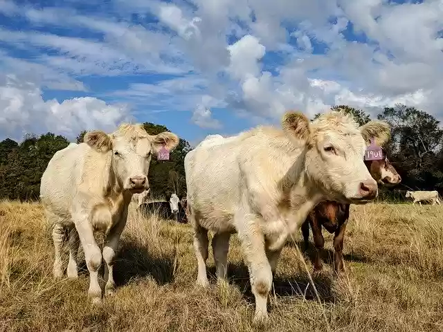 Free download White Cows Heifers Pasture Blue -  free free photo or picture to be edited with GIMP online image editor
