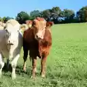 White cow, yellow cow  screen for extension Chrome web store in OffiDocs Chromium