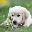 White Dog on the Grass  screen for extension Chrome web store in OffiDocs Chromium