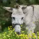 White Donkey  screen for extension Chrome web store in OffiDocs Chromium