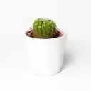 White dragon dew flower pot  screen for extension Chrome web store in OffiDocs Chromium White dragon dew flower pot  screen for extension Chrome web store in OffiDocs Chromium
