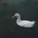 White duck in the pond  screen for extension Chrome web store in OffiDocs Chromium
