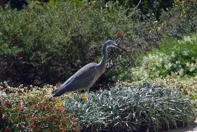 Free download White-Faced Heron Bird Wild -  free photo or picture to be edited with GIMP online image editor