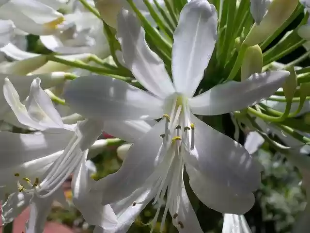 White flower  screen for extension Chrome web store in OffiDocs Chromium