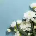 White Flower Branch  screen for extension Chrome web store in OffiDocs Chromium