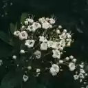 White flower branch with long pistil  screen for extension Chrome web store in OffiDocs Chromium
