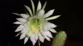 Free download White Flower Cactus -  free video to be edited with OpenShot online video editor