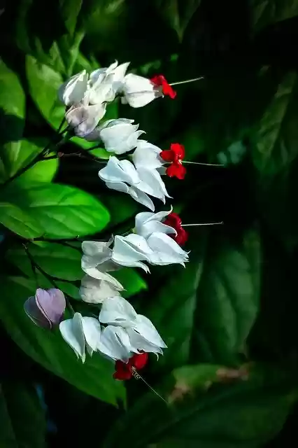 Free download White Flowers Greenhouse Botanical -  free photo or picture to be edited with GIMP online image editor