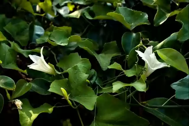 Free download white flowers green leaves leaves free picture to be edited with GIMP free online image editor