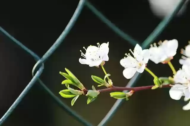 Free download White Flowers Spring Fence Net -  free photo or picture to be edited with GIMP online image editor