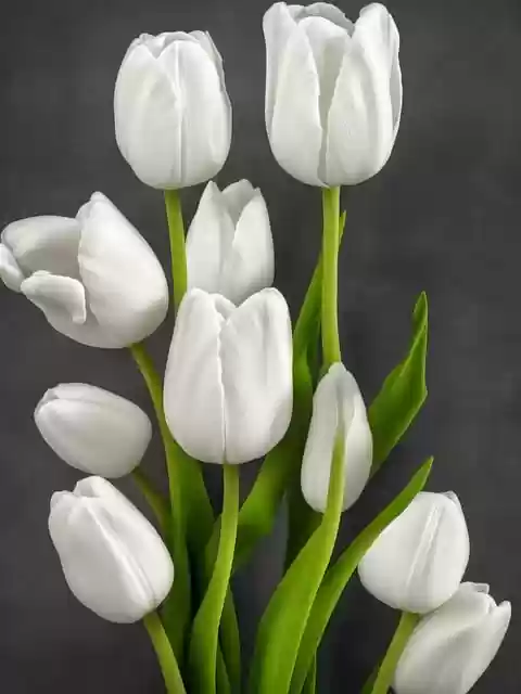 Free download white flowers tulips white tulips free picture to be edited with GIMP free online image editor