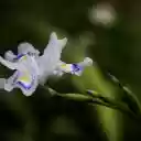 White flowers with green highlights  screen for extension Chrome web store in OffiDocs Chromium