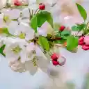 White flowers with pink buds  screen for extension Chrome web store in OffiDocs Chromium