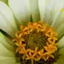 White flowers with yellow pistils  screen for extension Chrome web store in OffiDocs Chromium White flowers with yellow pistils  screen for extension Chrome web store in OffiDocs Chromium