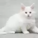 White fluffy cat  screen for extension Chrome web store in OffiDocs Chromium