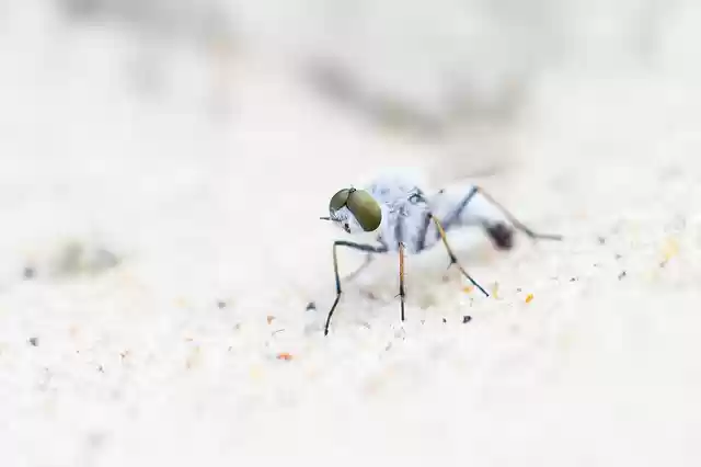 Free download white fly insect portrait macro free picture to be edited with GIMP free online image editor