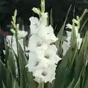 White gladiolus flowers exude a pure, elegant and graceful beauty.  screen for extension Chrome web store in OffiDocs Chromium