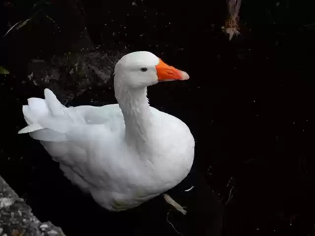 Free download White Goose Bird Animal -  free photo or picture to be edited with GIMP online image editor
