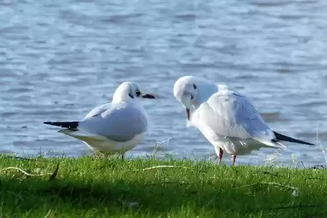 Free download white headed gull seagulls birds free picture to be edited with GIMP free online image editor