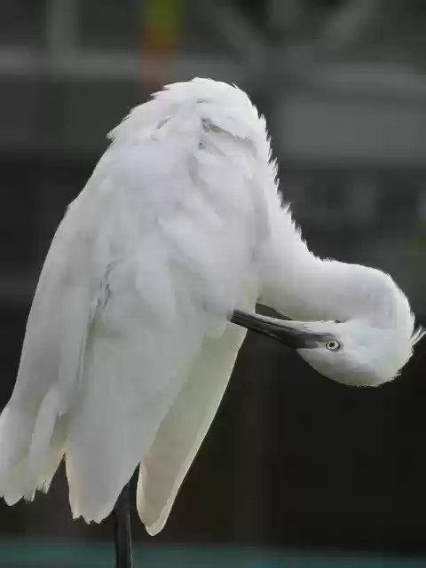 Free download White Heron Bird Feathers -  free photo or picture to be edited with GIMP online image editor