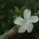 White Hibiscus  screen for extension Chrome web store in OffiDocs Chromium