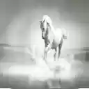 White Horse  screen for extension Chrome web store in OffiDocs Chromium