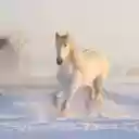 White Horse Snow  screen for extension Chrome web store in OffiDocs Chromium